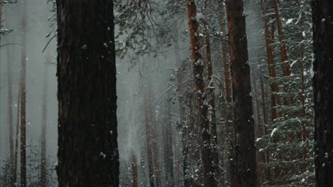 Nature, snowfall, winter forest, snow 스톡 동영상 131521447