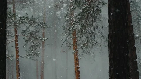 Nature, snowfall, winter forest, snow. Stock Footage 131521899