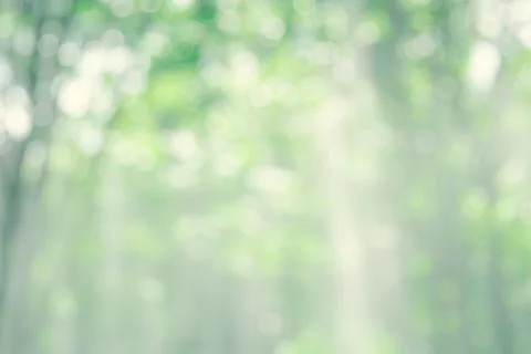 Nature soft green leaf background abstract bokeh defocus forest Stock Photos