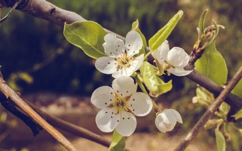 Nature, something dear to protect Foto stock