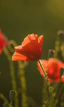 Nature, something dear to protect Stock Photos