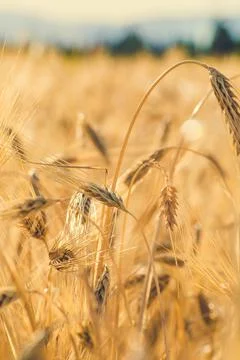 Nature, something dear to protect Stock Photos