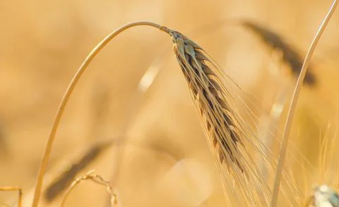 Nature, something dear to protect Foto stock