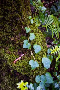 Nature, something dear to protect Stock Photos