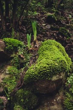 Nature, something dear to protect Stock Photos