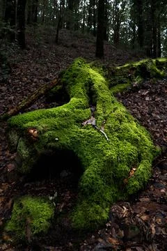 Nature, something dear to protect Stock Photos