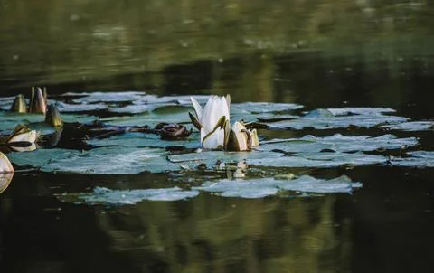 Nature, something dear to protect Stock Photos