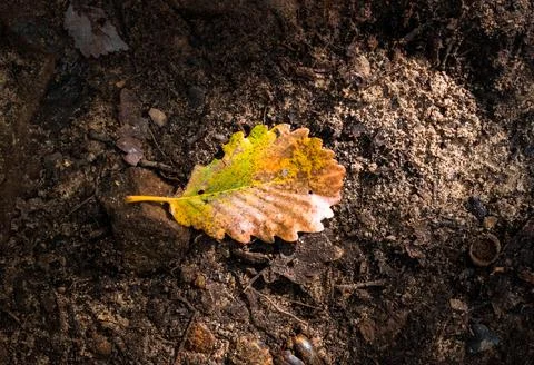 Nature, something dear to protect Stock Photos