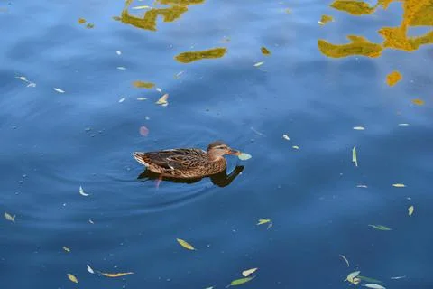 Nature, something dear to protect Stock Photos
