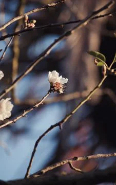 Nature, something dear to protect Stock Photos