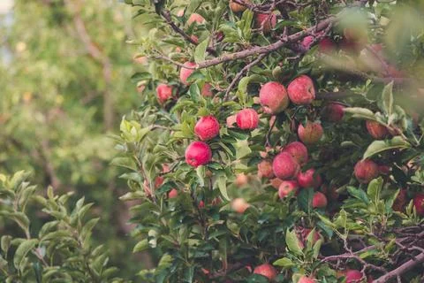 Nature, something dear to protect Stock Photos