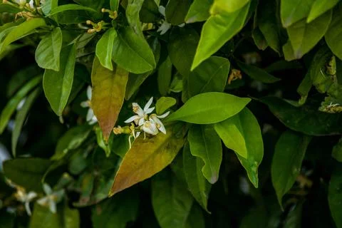 Nature, something dear to protect Foto stock