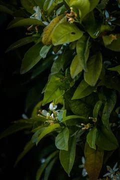 Nature, something dear to protect Stock Photos