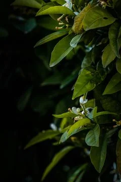Nature, something dear to protect Foto stock