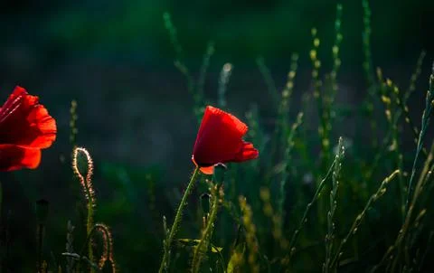Nature, something dear to protect Stock Photos