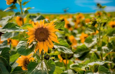 Nature, something dear to protect Stock Photos