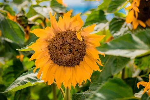 Nature, something dear to protect Stock Photos