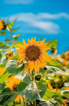 Nature, something dear to protect Stock Photos
