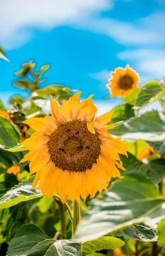 Nature, something dear to protect Stock Photos