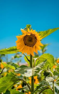 Nature, something dear to protect Stock Photos