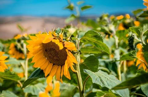 Nature, something dear to protect Stock Photos