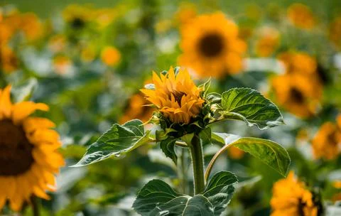 Nature, something dear to protect Stock Photos