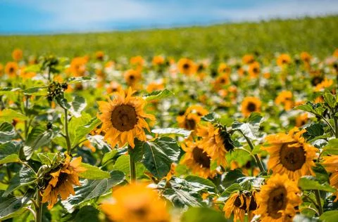 Nature, something dear to protect Stock Photos
