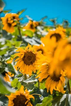 Nature, something dear to protect Stock Photos