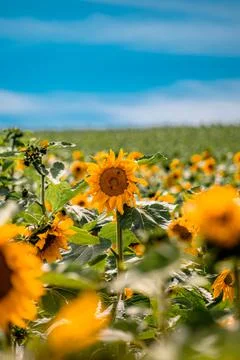 Nature, something dear to protect Stock Photos