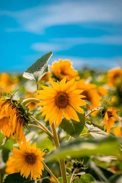Nature, something dear to protect Stock Photos