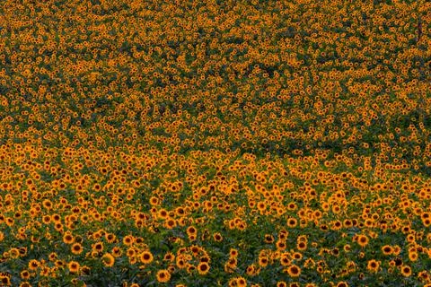 Nature, something dear to protect Stock Photos