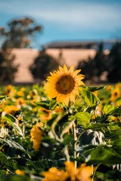 Nature, something dear to protect Foto stock