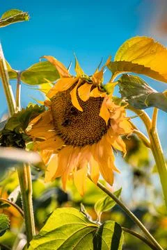 Nature, something dear to protect Foto stock