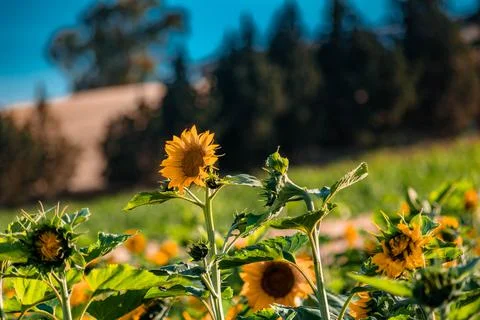 Nature, something dear to protect Stock Photos