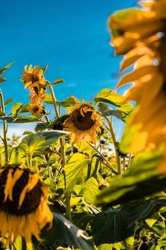 Nature, something dear to protect Stock Photos