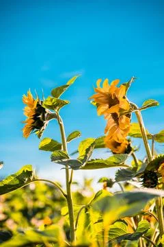 Nature, something dear to protect Stock Photos