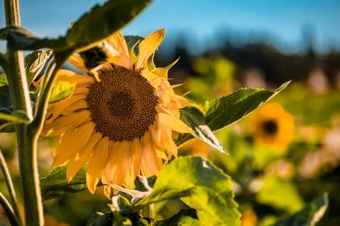 Nature, something dear to protect Stock Photos