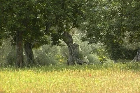 Nature in Spain Video stock 399252