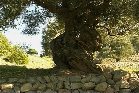 Nature in Spain Stock Footage 399269