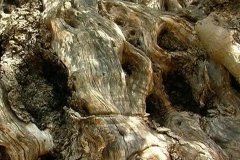 Nature in Spain Stock Footage 399284