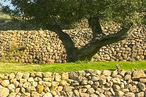 Nature in Spain Stock Footage 399312