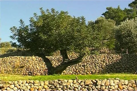 Nature in Spain Stock Footage 399328