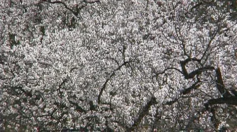 Nature in Spain Stock Footage 955429