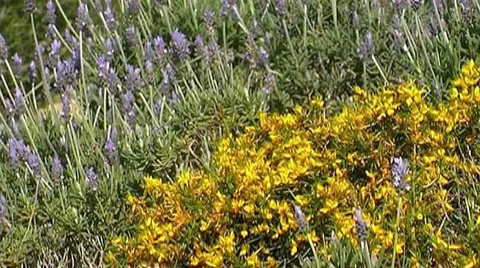 Nature in Spain Stock Footage 956539
