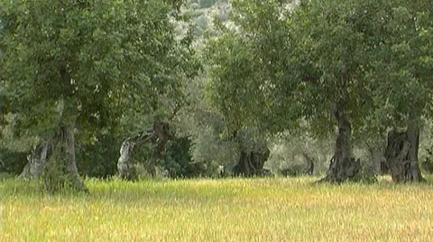 Nature in Spain Stock Footage 956587