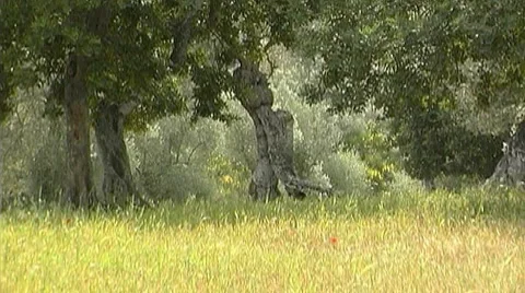 Nature in Spain Video stock 956616