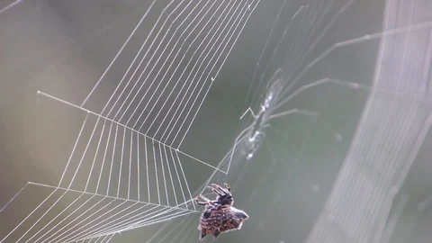 Nature spider weaver Stock Footage 93440527