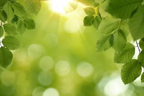 Nature, spring background with copy space Stock Photos
