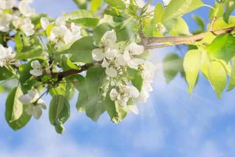 Nature Spring background, green tree leaves and bloom flower on sunny day blu Stock Photos