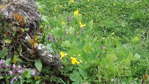 Nature in spring with bees around Stock Footage 241441000